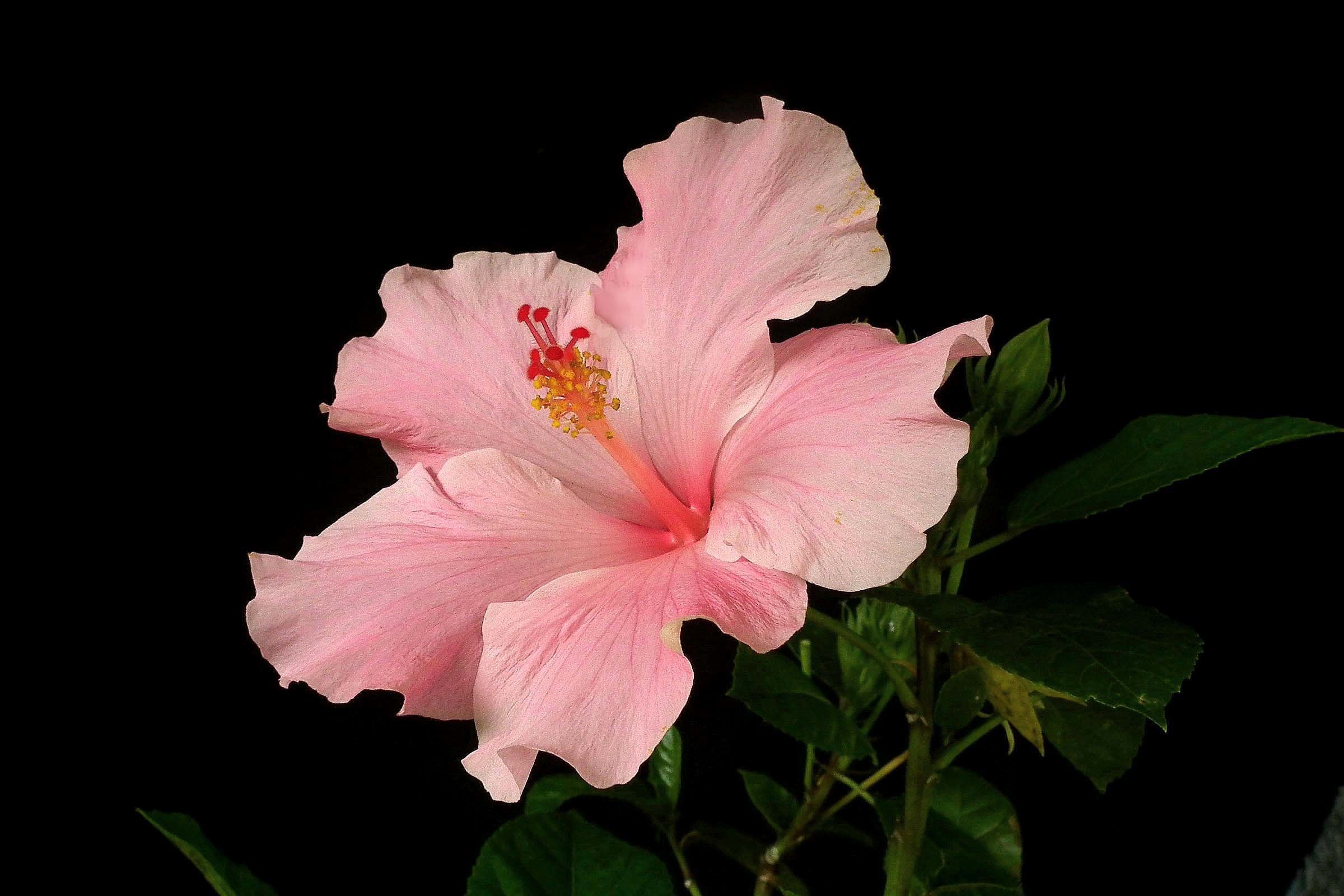 Picture Hibiscus Wallpaper