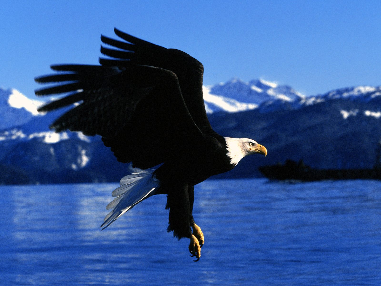 Bald Eagle Pictures