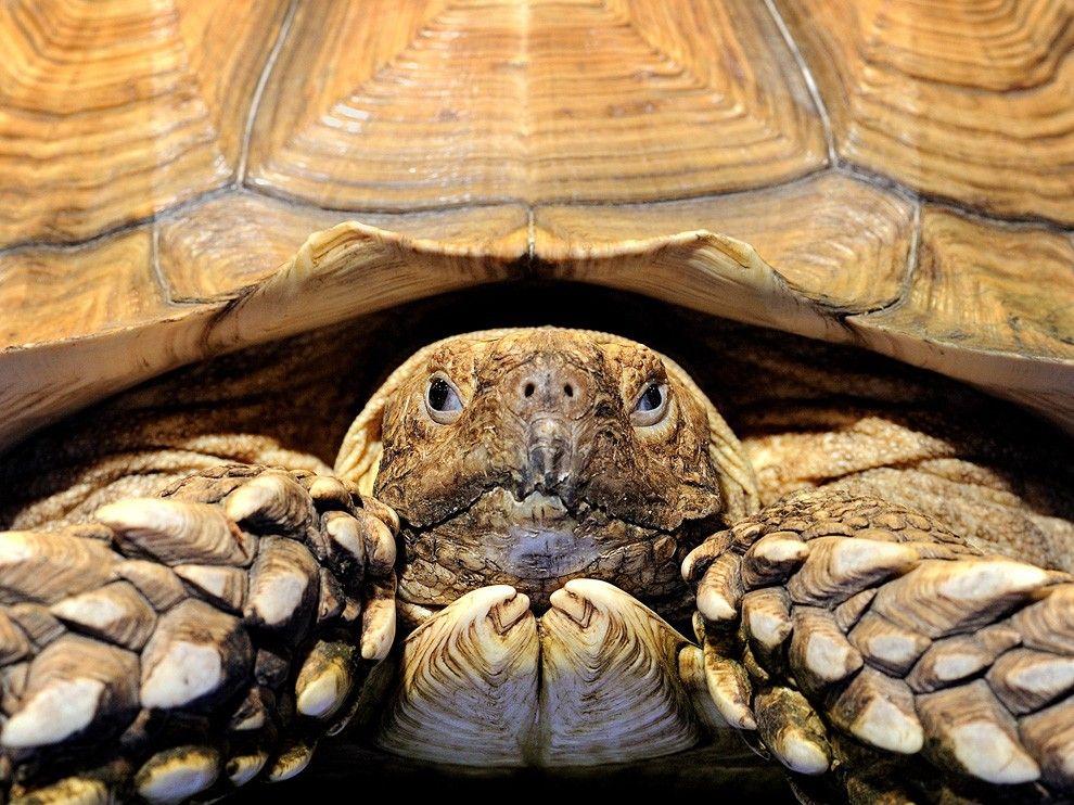 Tortoise Picture Animal Wallpaper National Geographic Photo Of