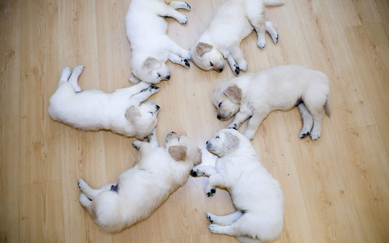 Puppy Pics Funny Puppies Dog Wallpaper