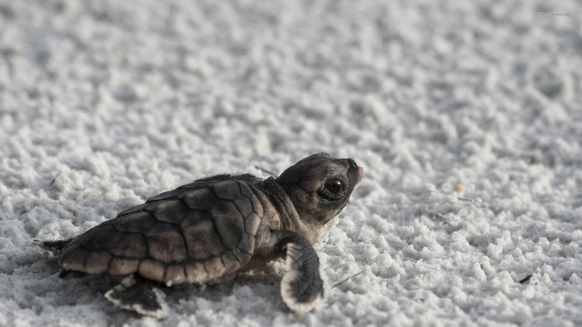 Turtle HD Background Wallpaper