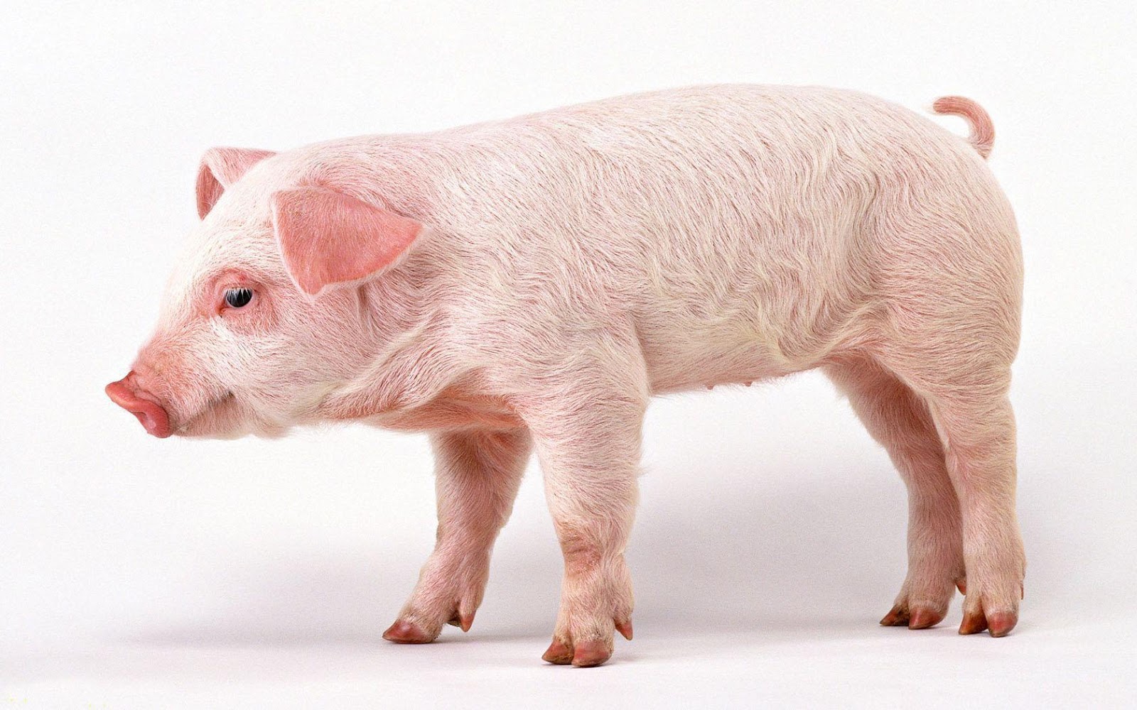 Pig Wallpaper