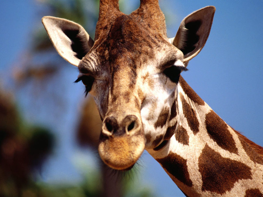 Animals Image Giraffe Wallpaper Photos