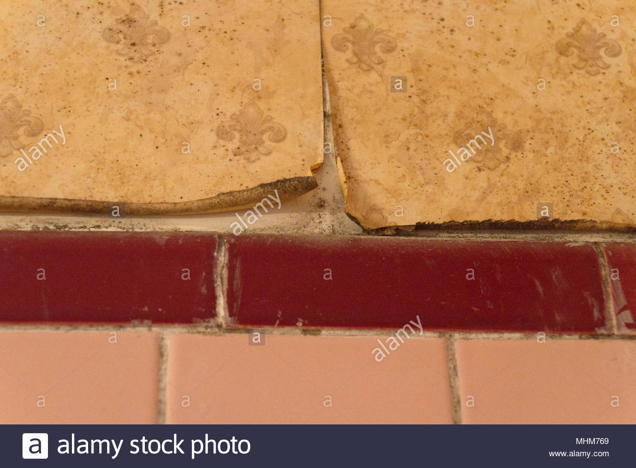 🔥 Free download Close up of moldy peeling wallpaper and shower tile in