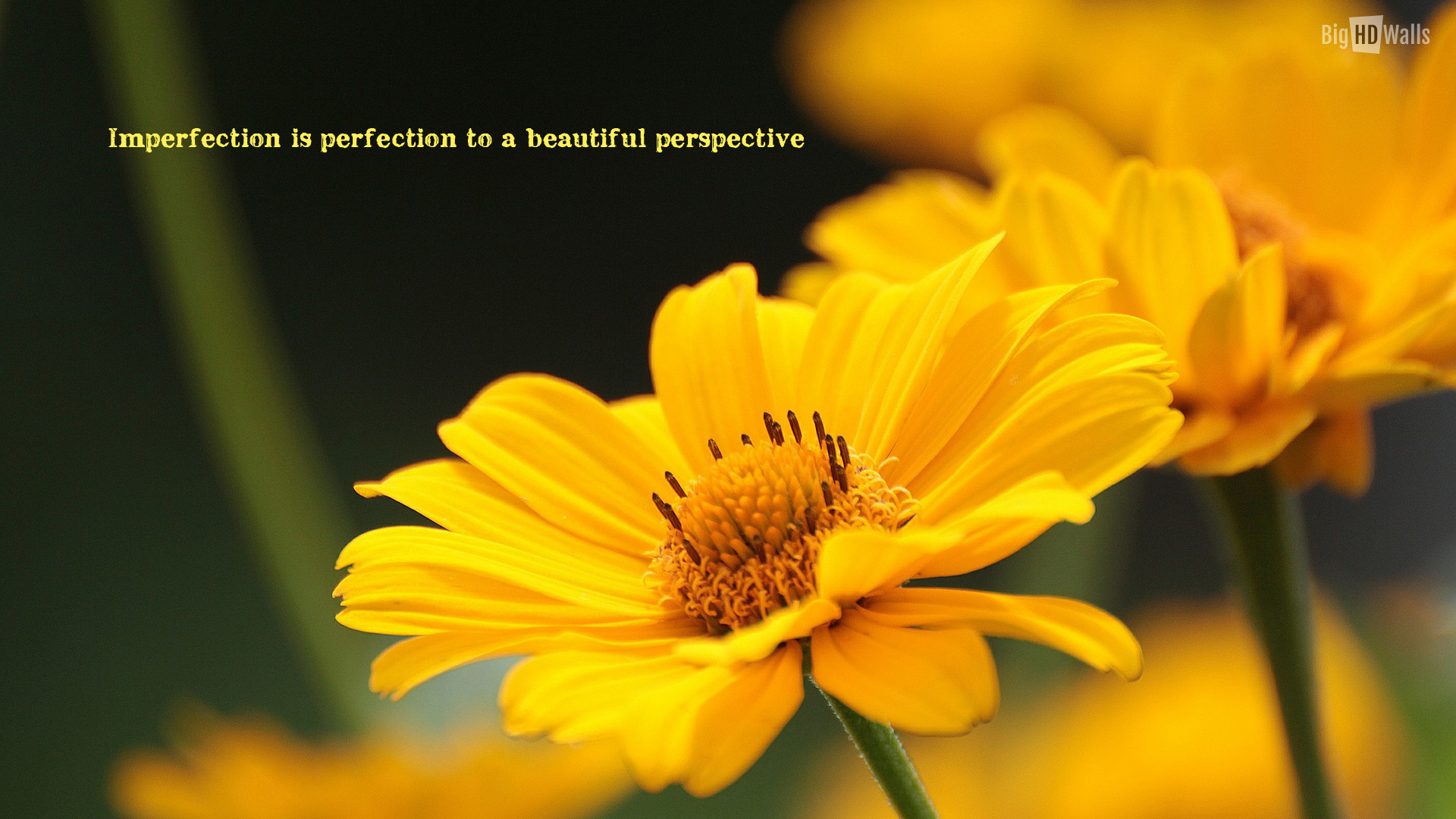 Beautiful Yellow Flower With An Awesome Quote Click On Image To