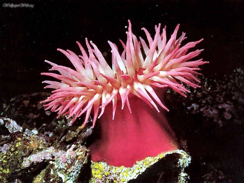 Sea Anemone Plant Life