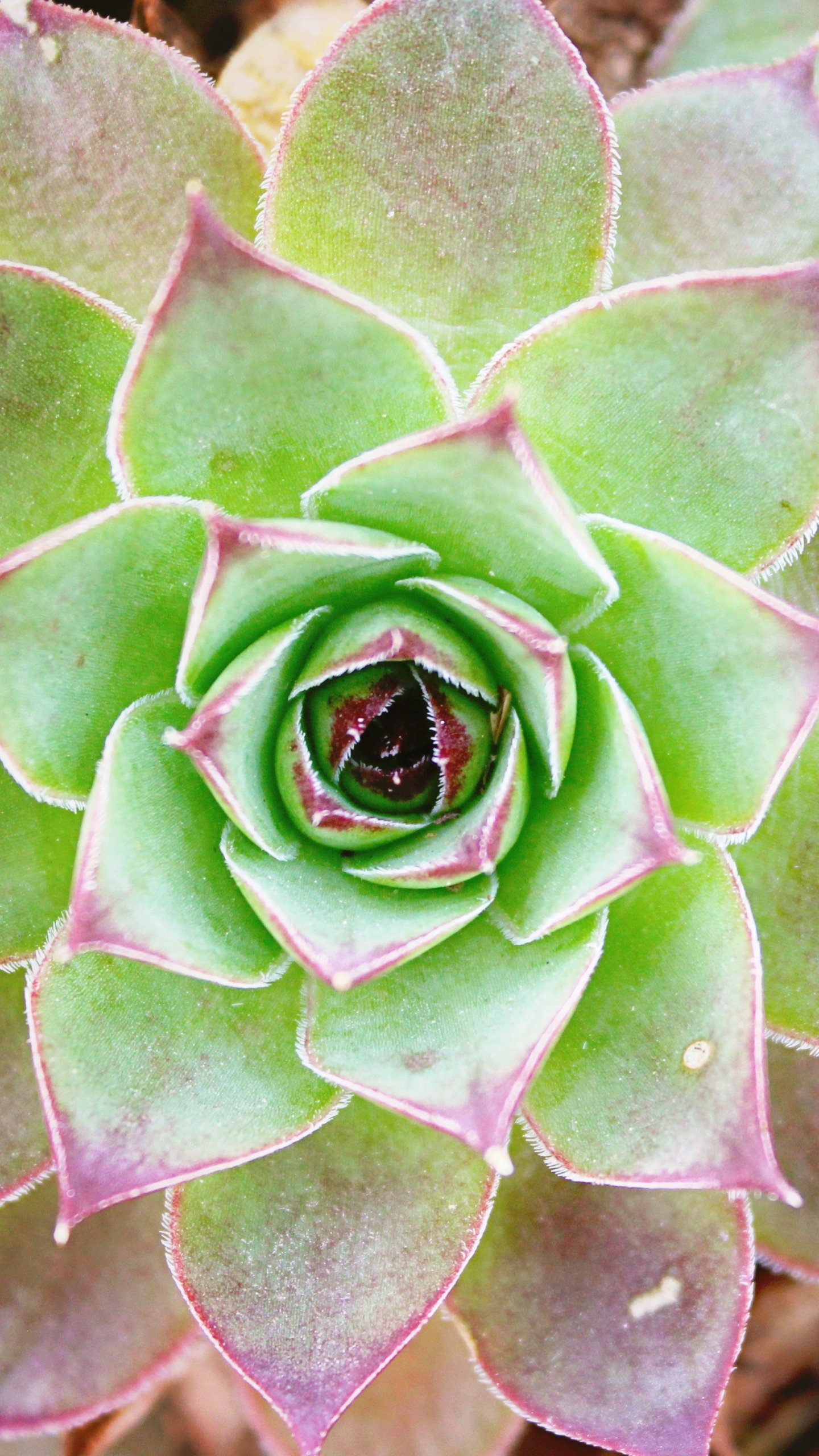 Cactus Wallpaper iPhone