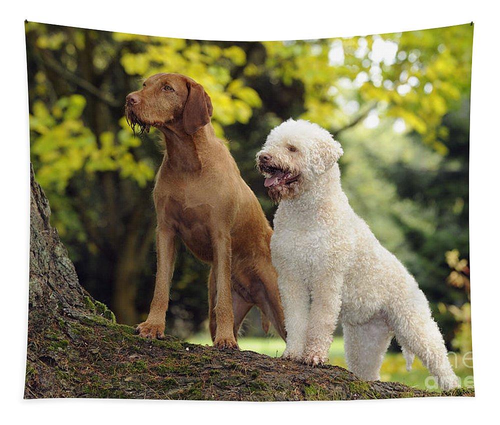 Wire Haired Vizsla And Lagotto Romagnolo Tapestry By John Daniels