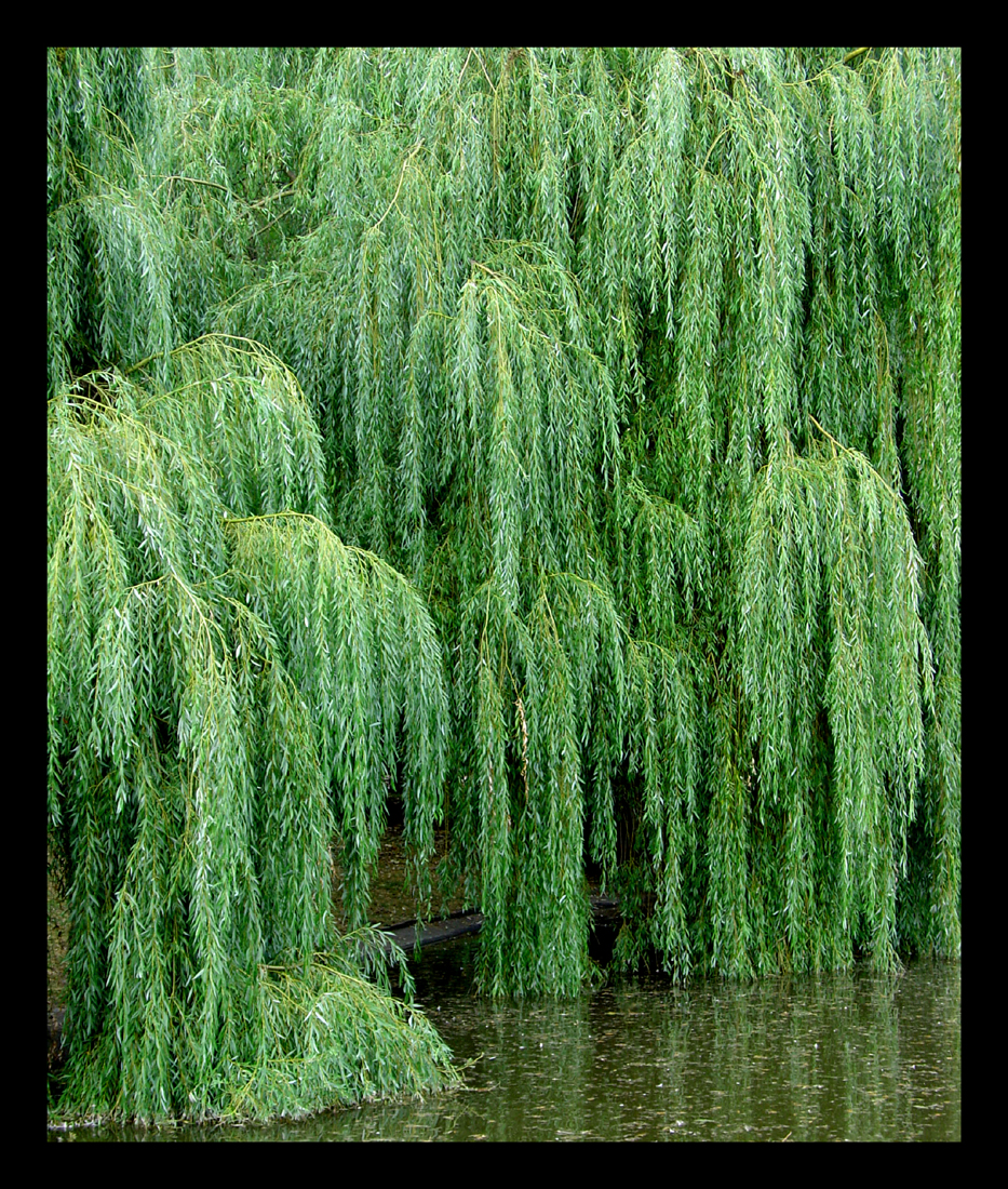 Flowers Trees Plants Mundon A Beautiful Willow Tree In