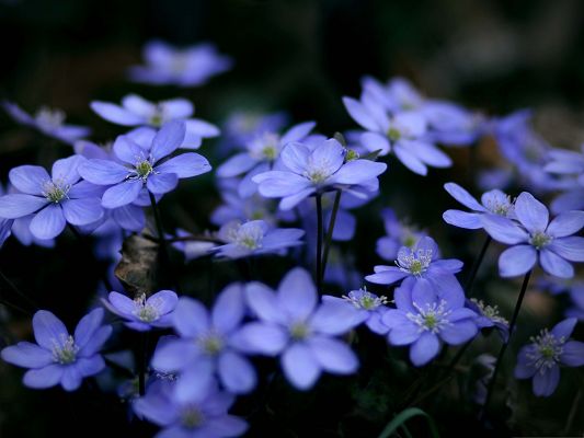 Small Blue Flowers Be Optimistic And Smile Wallpaper World