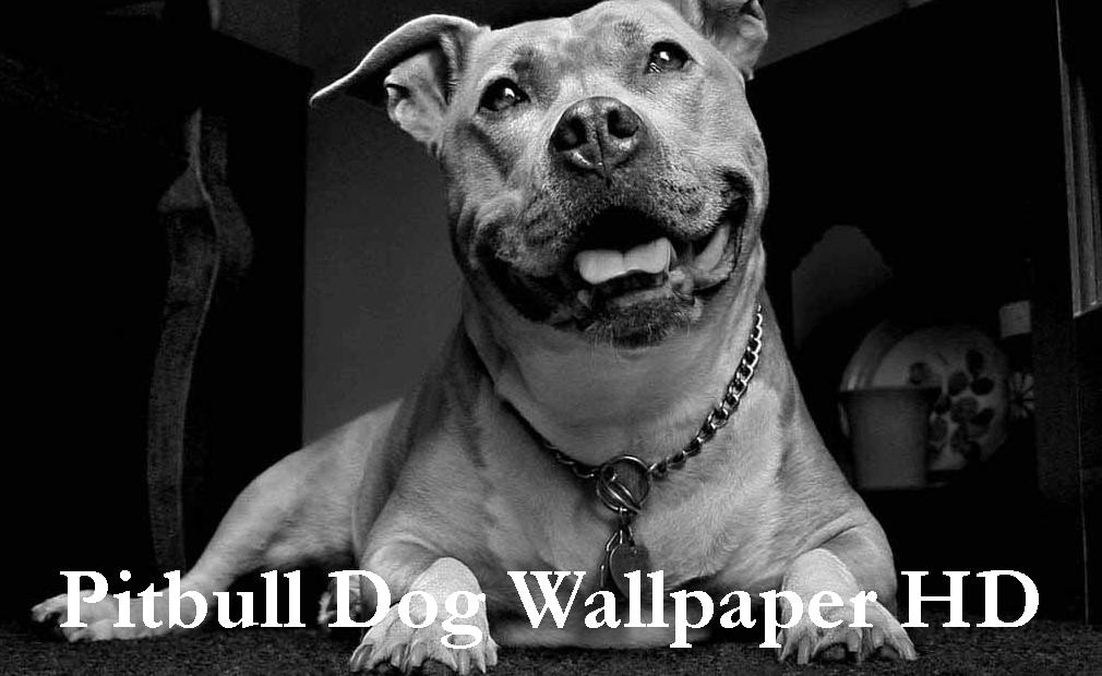 Pitbull Dog Wallpaper Black