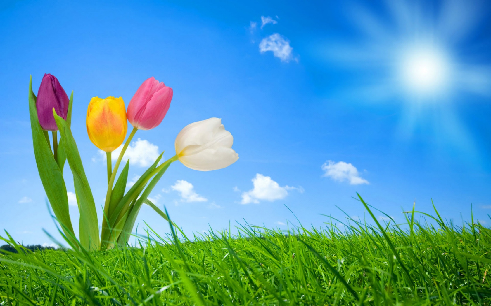  Download Spring Nature wallpaperdesktop background in 1680x1050