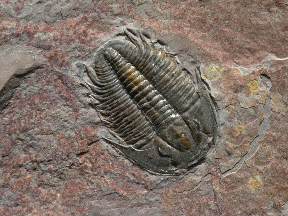 Wallpaper National Geographic For Photo Gallery Permian Period
