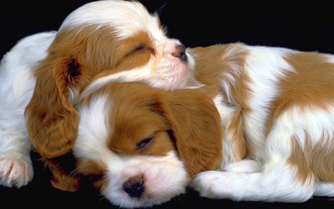 HD Puppies Pictures Image Puppy Photos Wallpaper