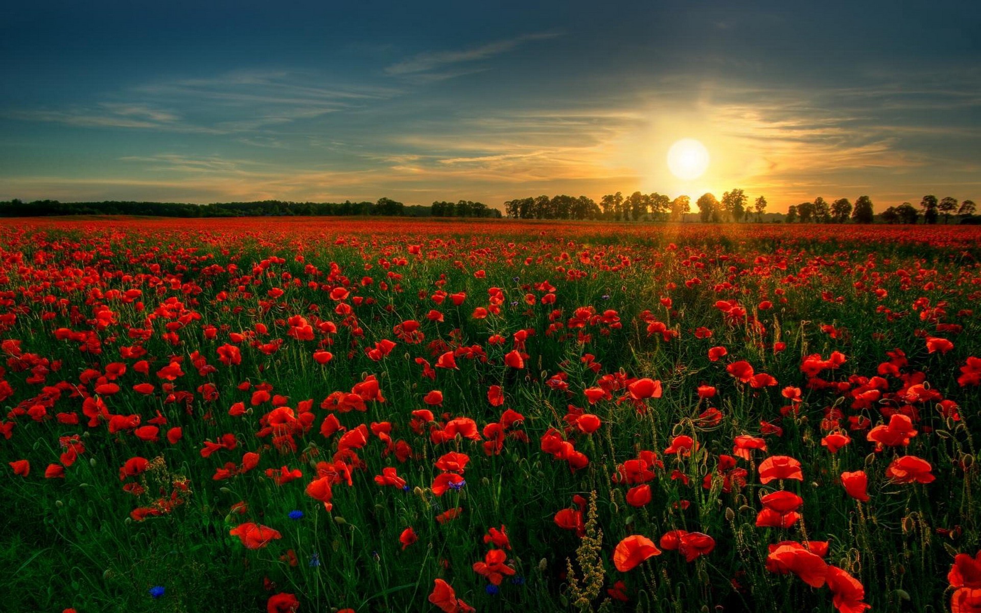 Field Of Red Flowers Desktop Wallpaper