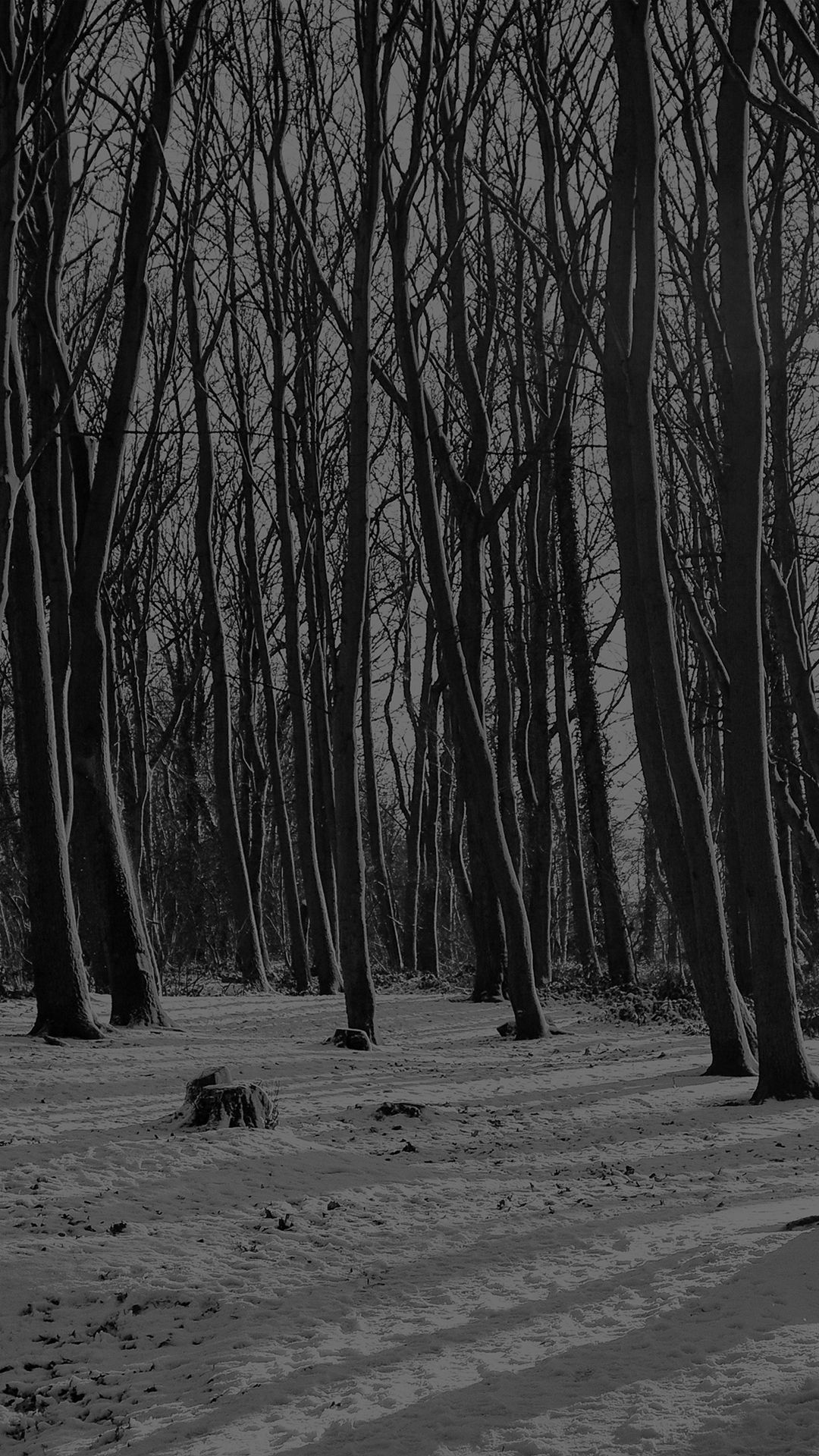 Cold Winter Forest Snow Nature Mountain Dark iPhone Plus