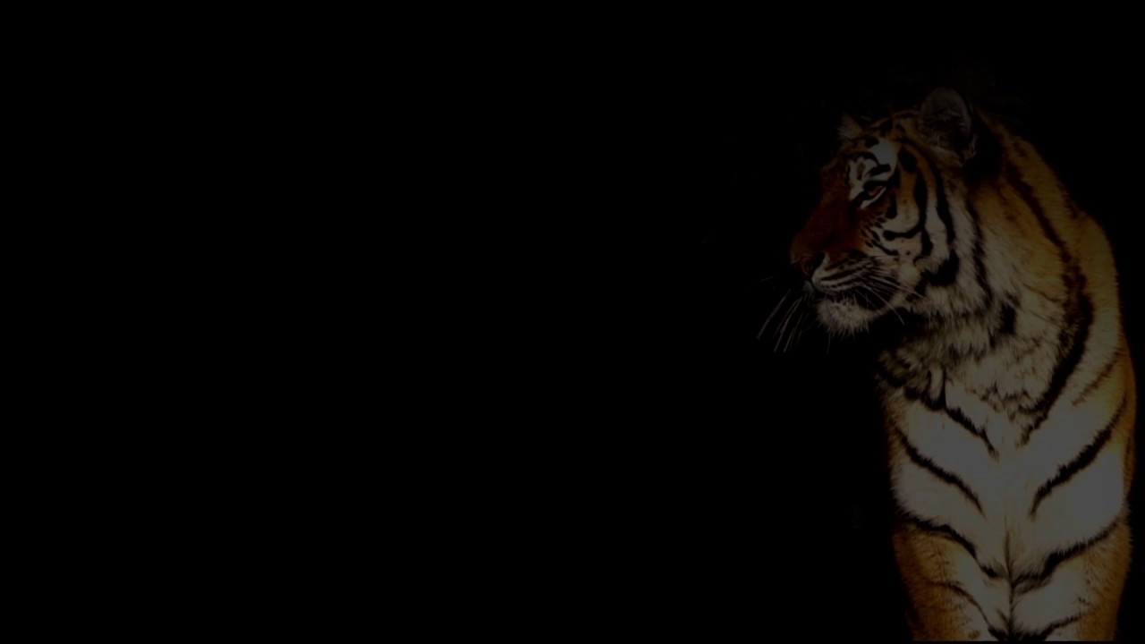 Tiger Background Video