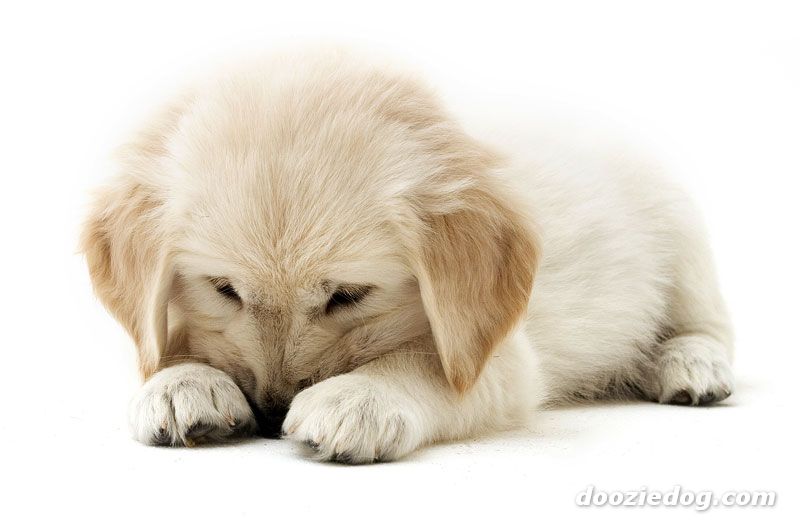 Cute Golden Retriever Puppy Picture Pictures