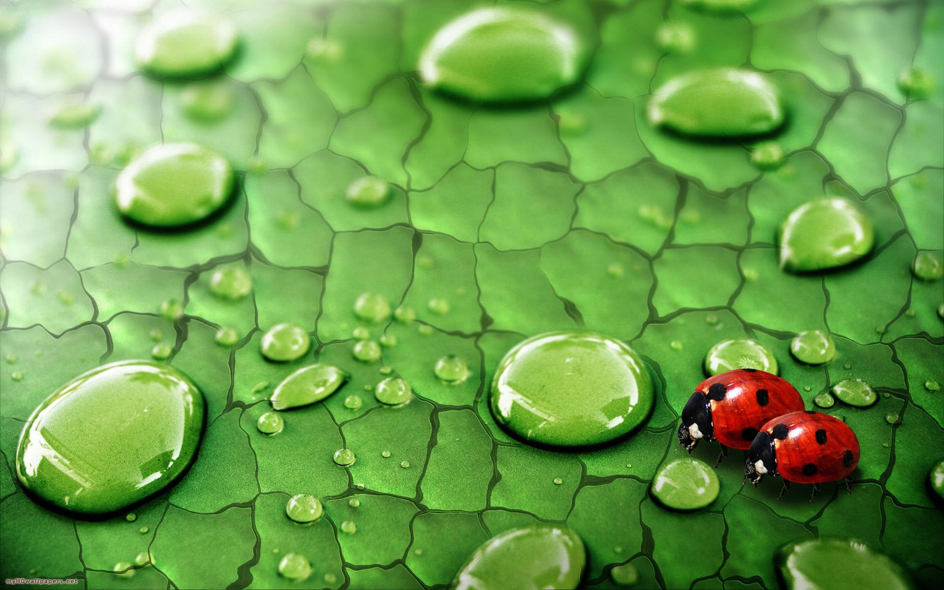 Ladybug Raindrops Original Puter Art Background Other Digital
