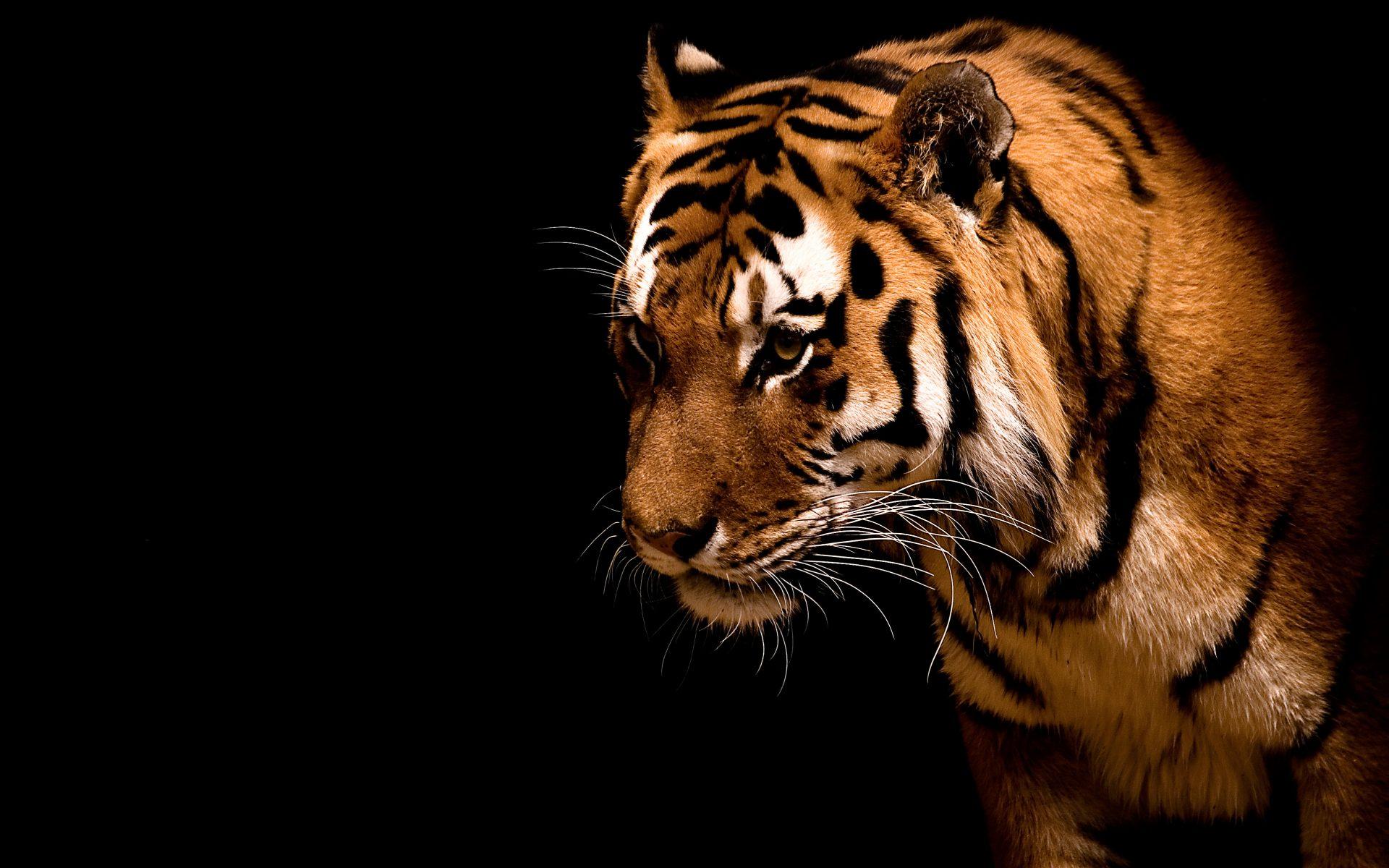 Sad Tiger On Black Background HD Wallpaper