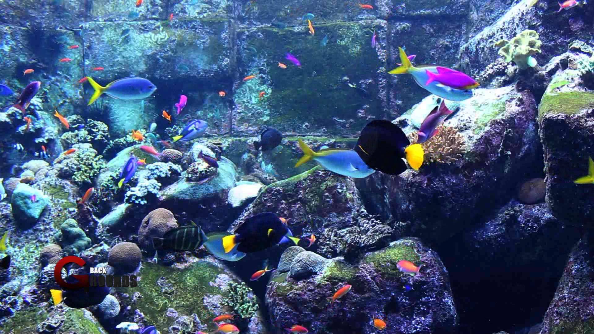 Desktop HD Fish Aquarium 3d Wallpaper Pictures