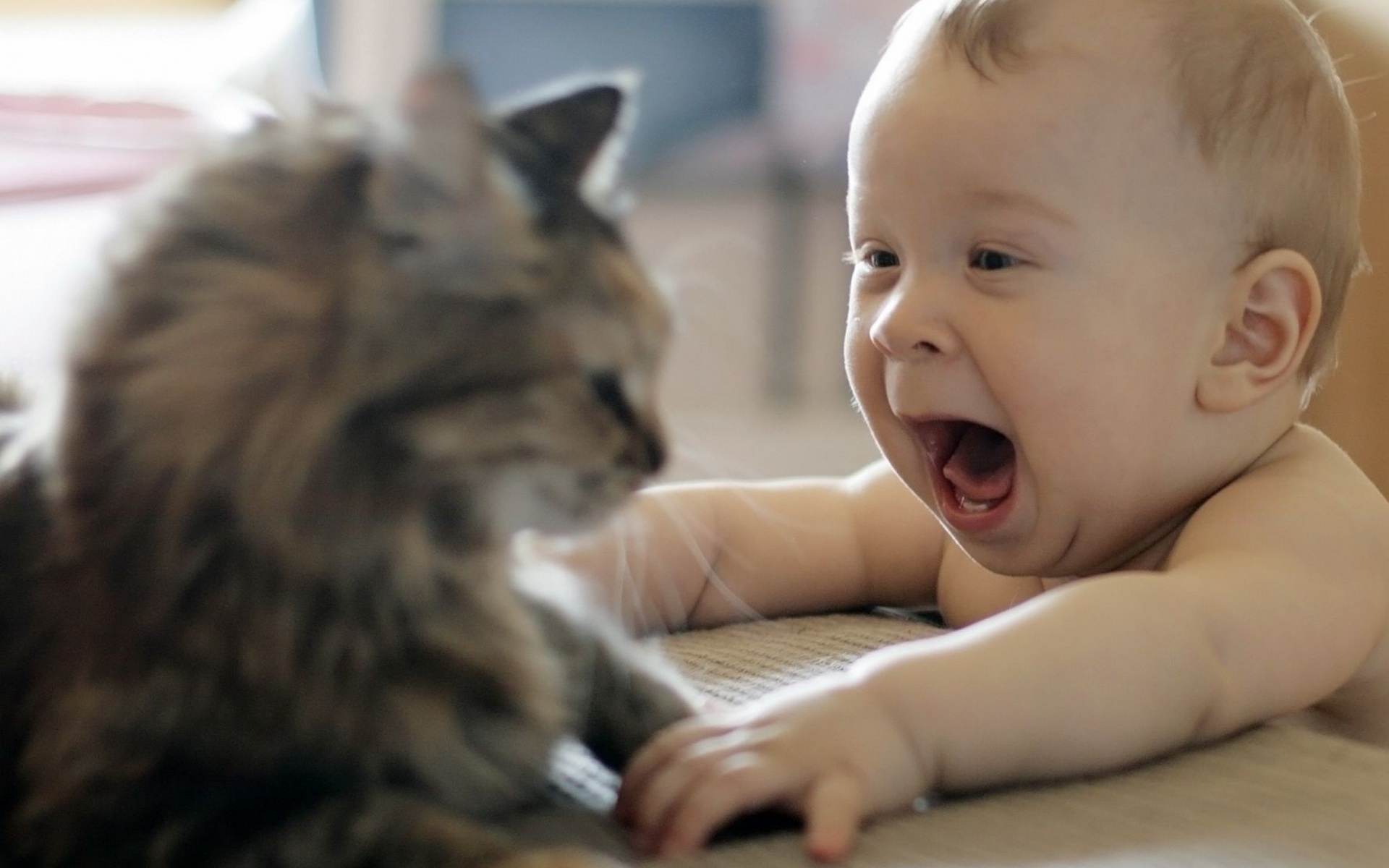 Funny Baby And Cat HD Wallpaper Wallpup