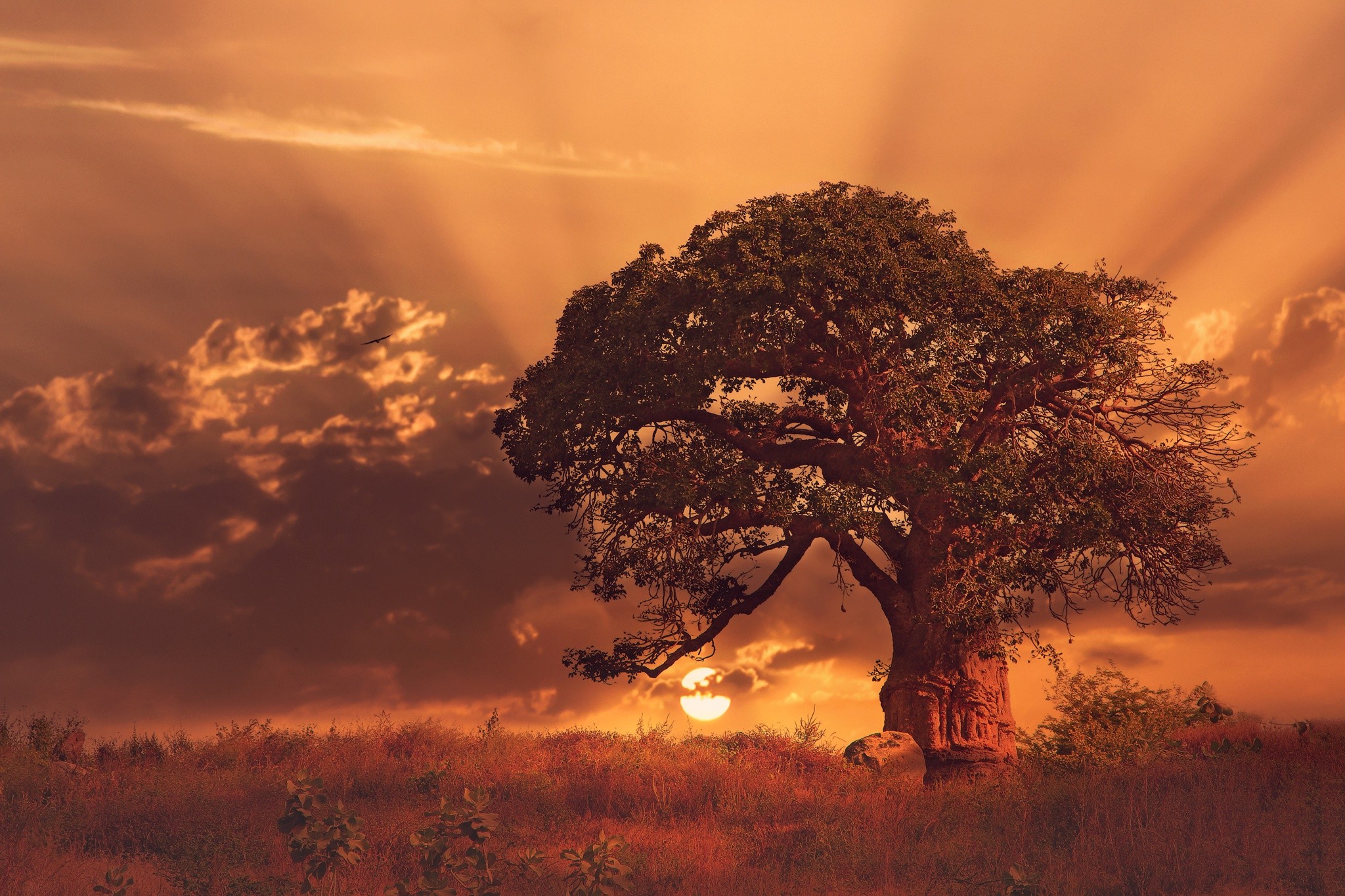 Baobab Tree Wallpaper And Background Image