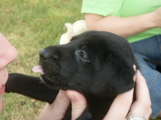 Black Lab Puppy Image Wallpaper HD Background Desktop