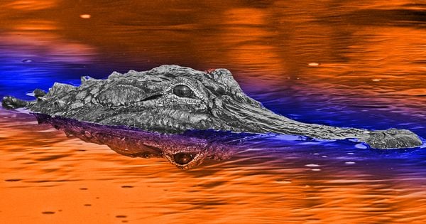  wwwserbagunamarinecomflorida gators desktop wallpaperhtml Like