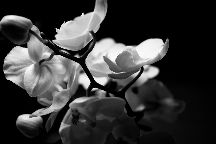 Orchids Wallpaper Black And White Kvailas Noras Sutilpti