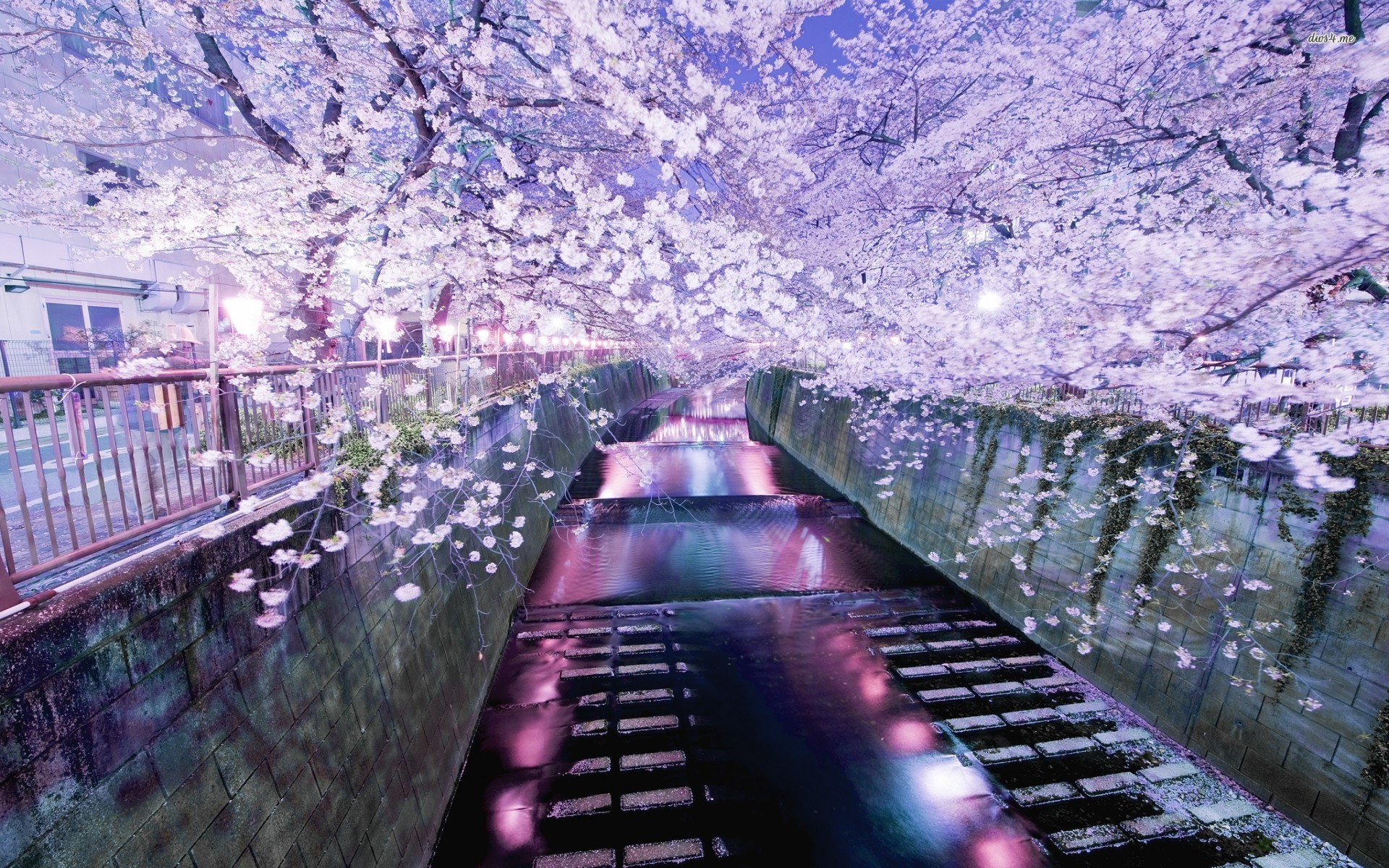 Beautiful Tokyo Sakura Flower Wallpaper Deskto