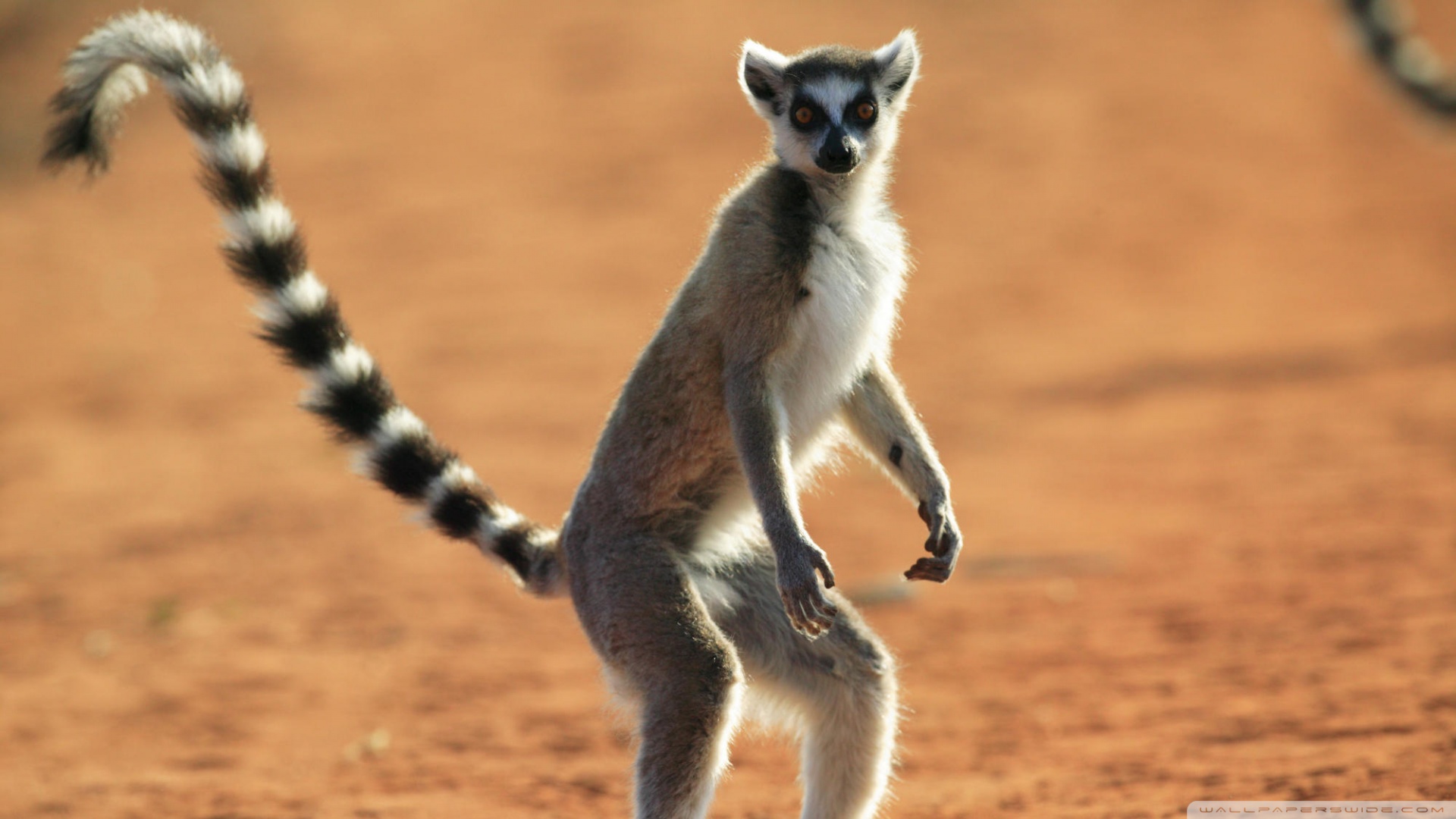 Standing Ring Tailed Lemur Berenty Reserve Madagascar Wallpaper