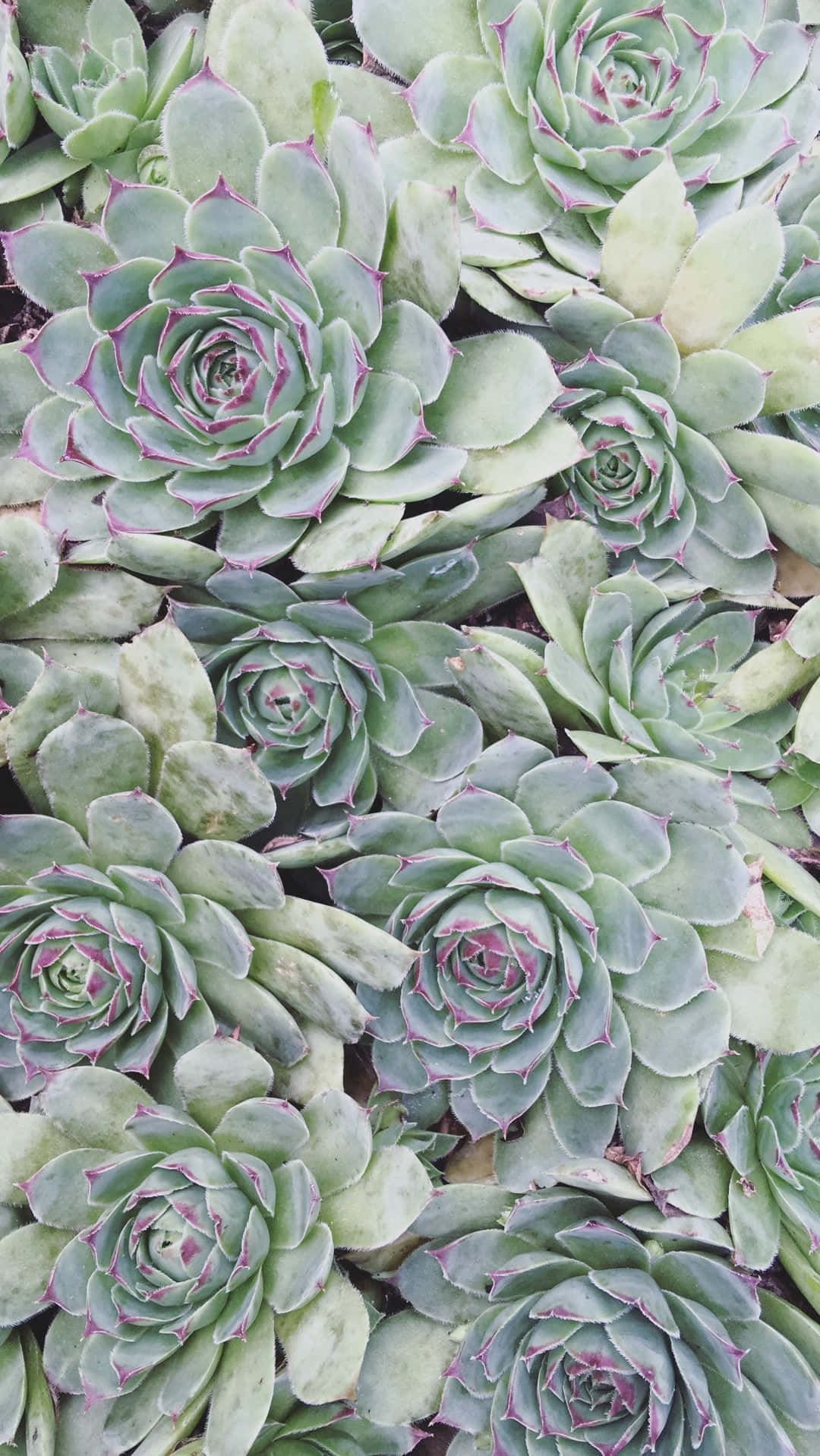 Nature And Succulent iPhone Wallpaper