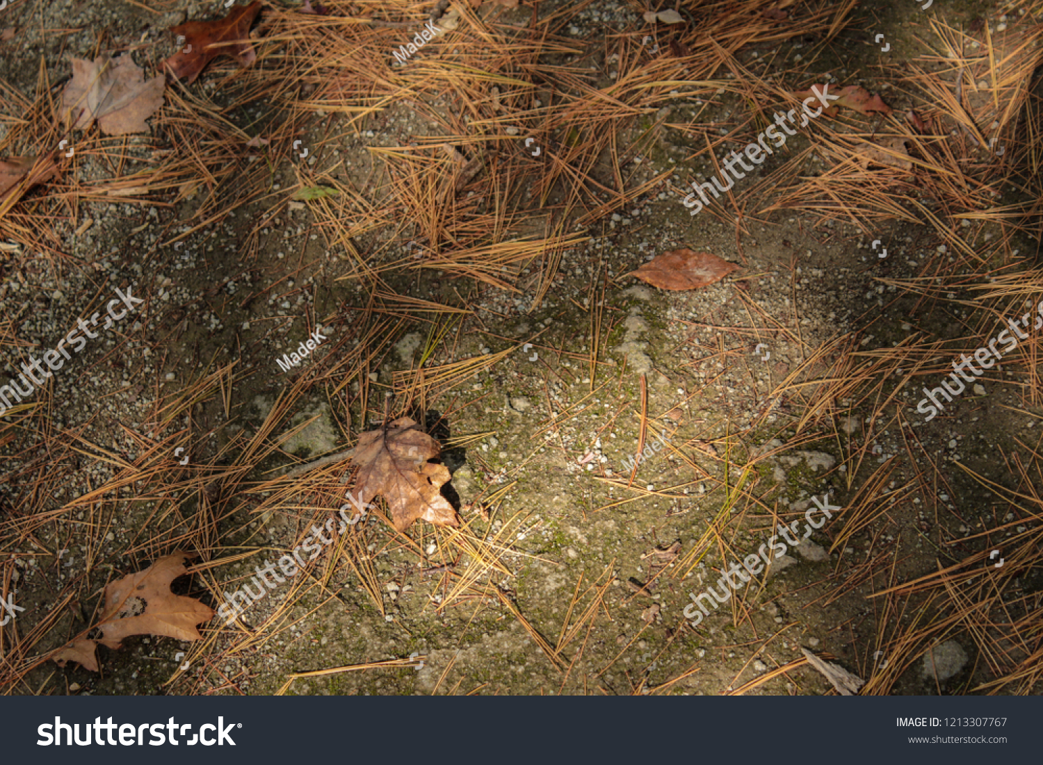 Brown Dirt Trail Background Texture Pine Stock Photo Edit Now