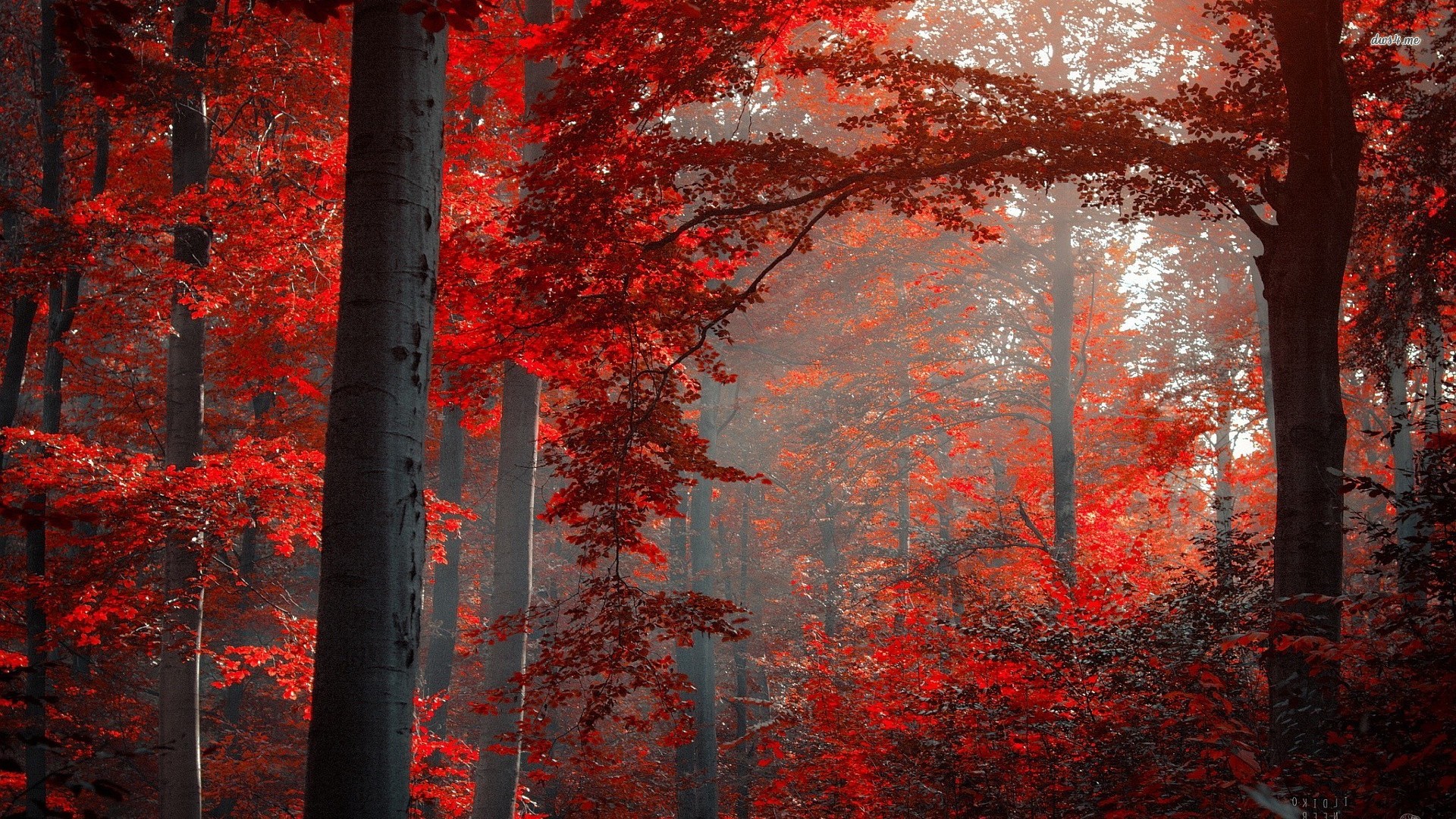 Name Ruby Red Forest Nature Wallpaper Jpgs