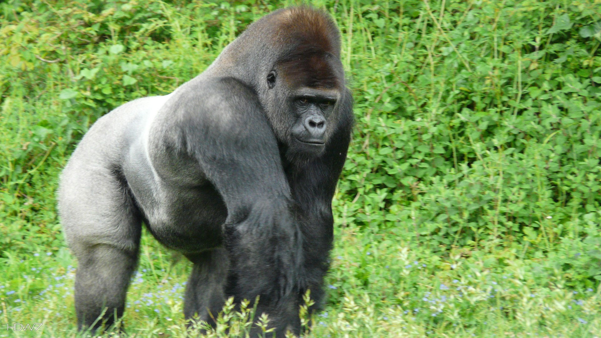 Proud Silverback Gorilla HD Wallpaper Gallery