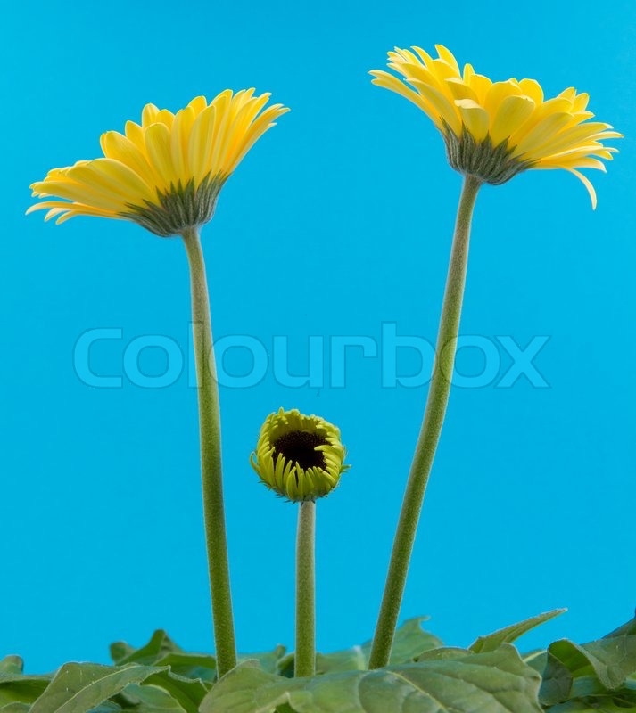 Stock Image Of Yellow Gerbera Flower Isolated On A Blue Background