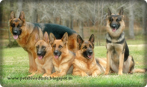 German Shepherd HD Wallpaper All About Dogs