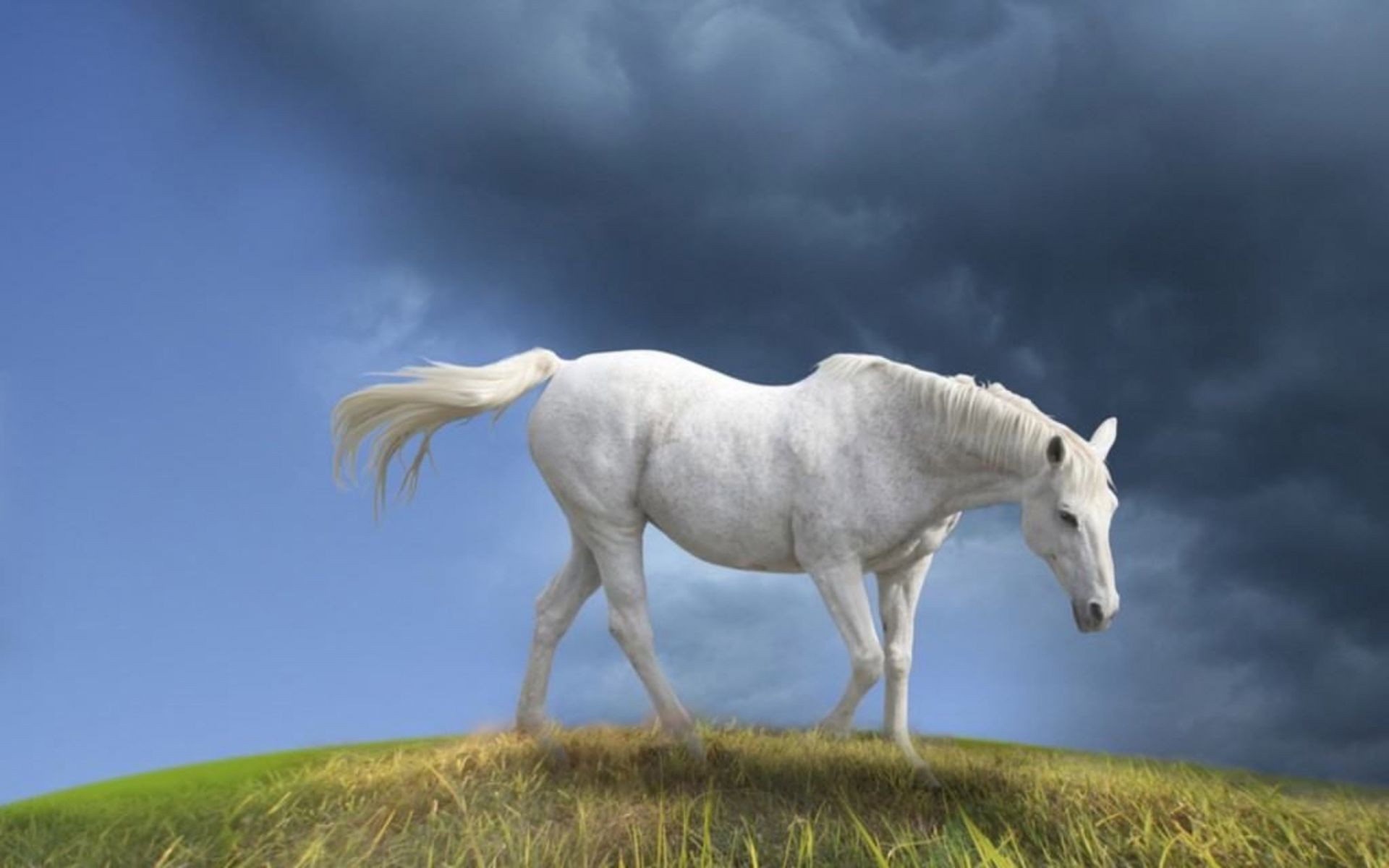 Horse Desktop Wallpaper White Pictures Cool