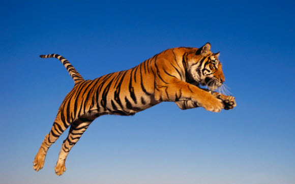 Free Download Tiger Theme for Windows 7 Tiger Attacking