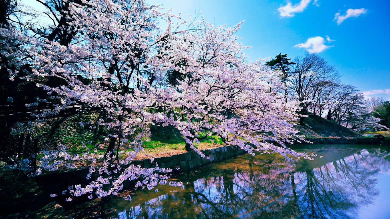 Cherry Blossom Trees HD Wallpaper Slwallpapers