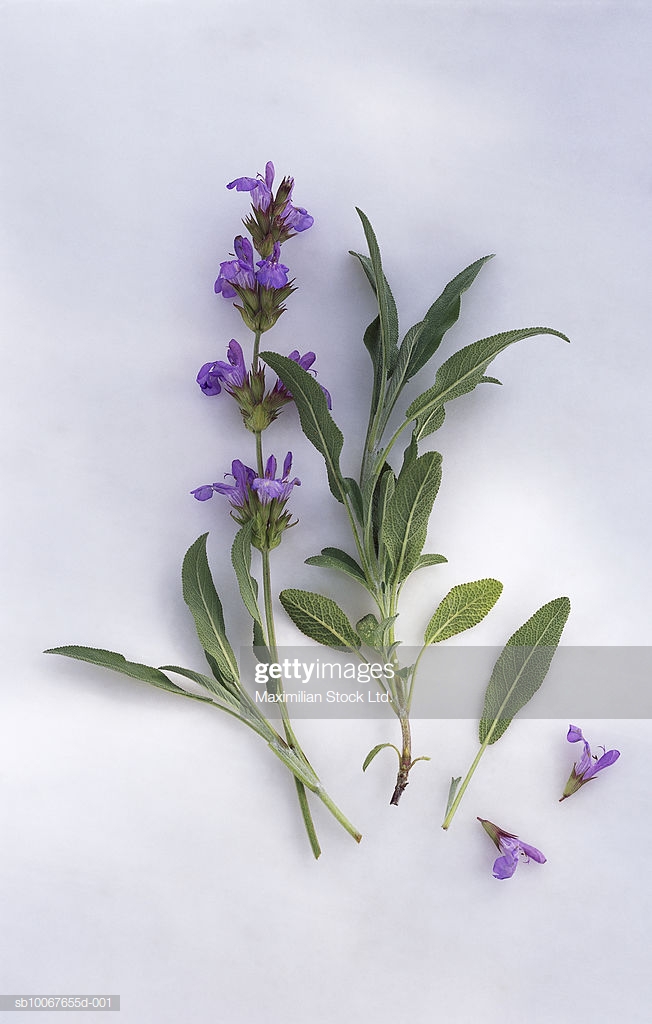 Purple Salvia Against White Background Stock Photo Getty Image