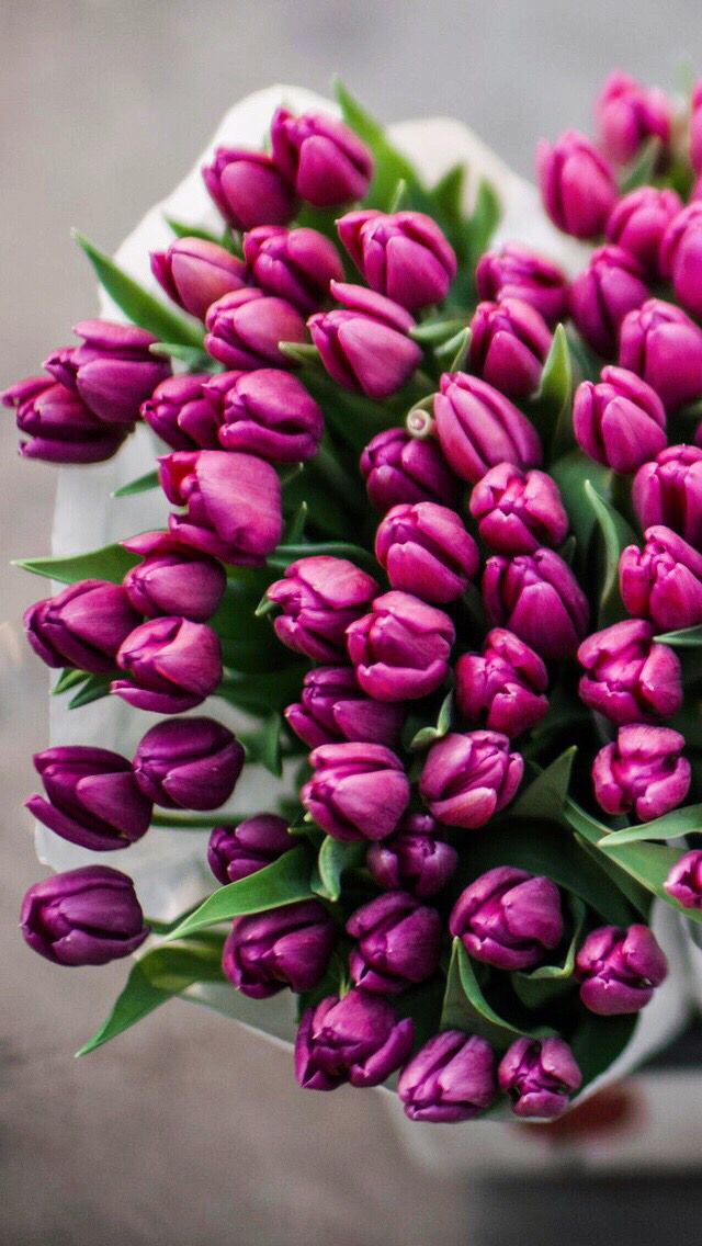 Wallpaper iPhone Tulips