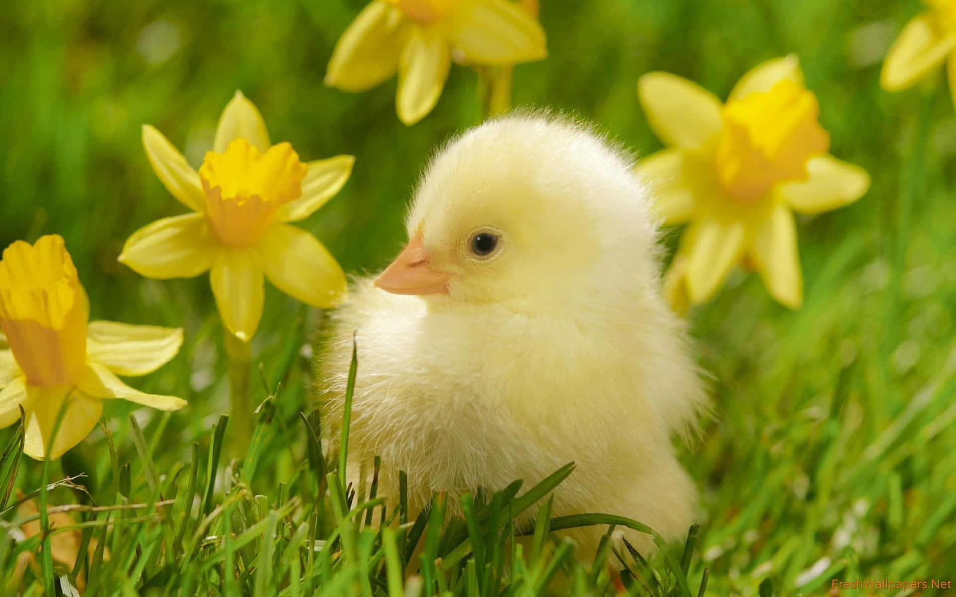 Baby Duck Background Wallpaper