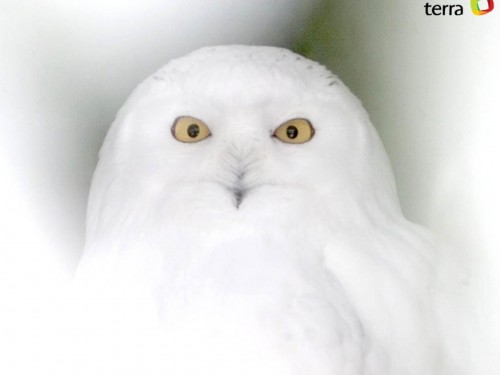 Snow Owl Screensaver For Your Puter