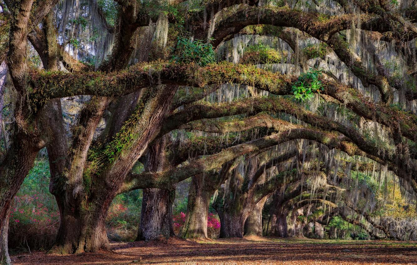 Wallpaper trees spring South Carolina USA state Charleston