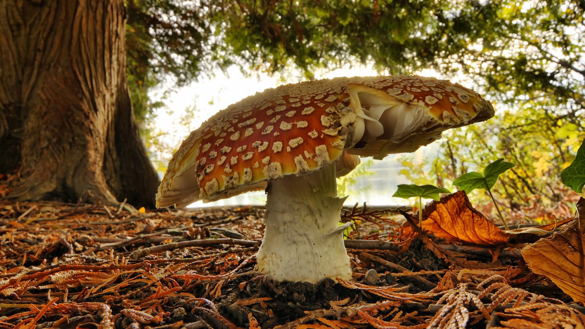 Mushroom Jpg