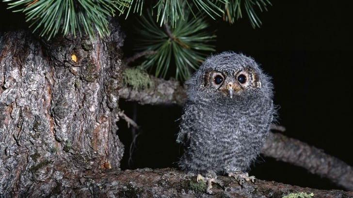 🔥 Free download baby owls 1920x1080 wallpaper High Quality ...