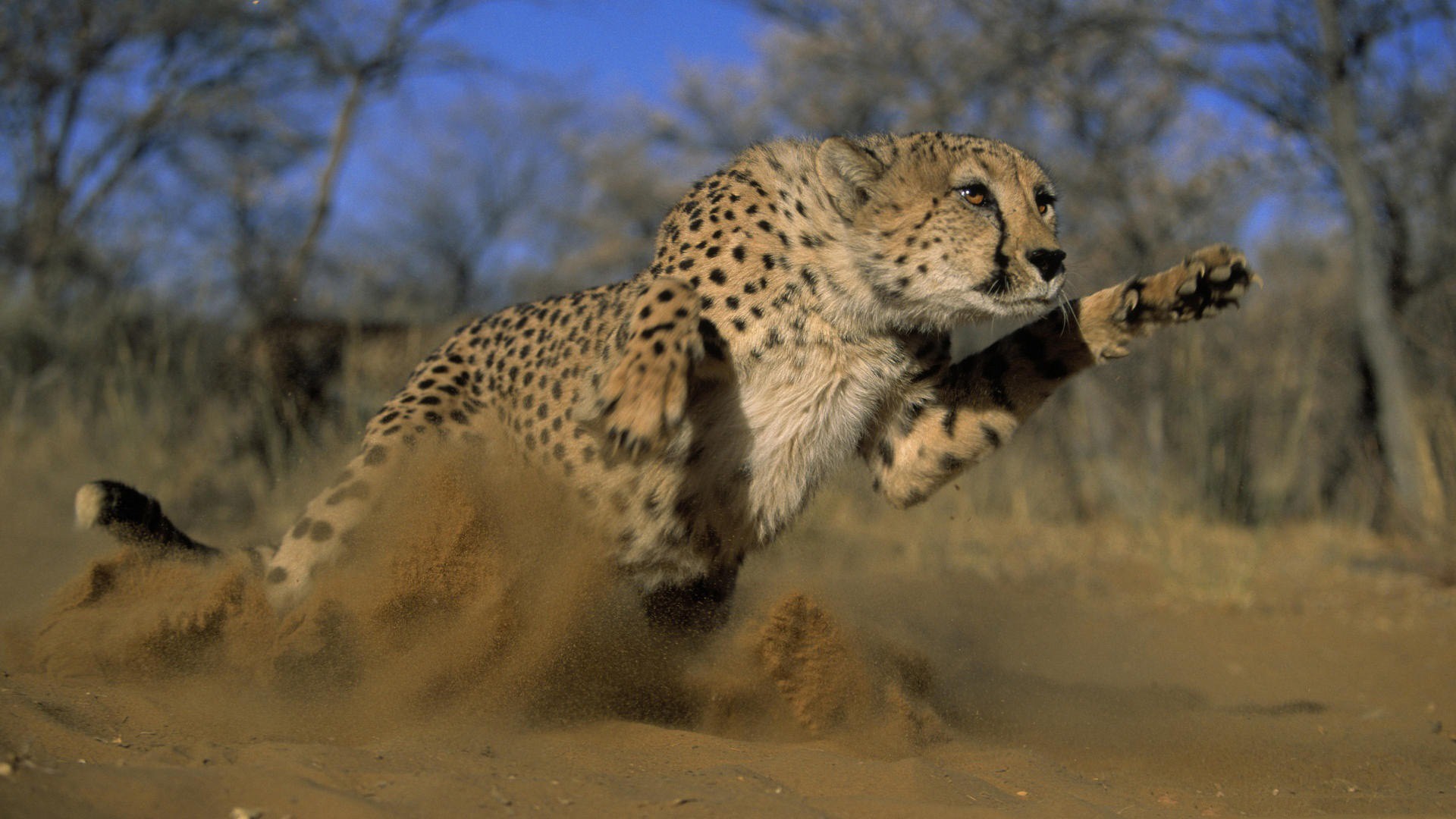 Leopard Chase For Hunting HD Wallpaper