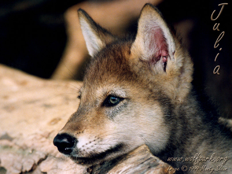 Schattige Baby Wolf Pup Wallpaper